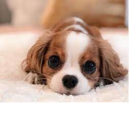 DOGHAVEN
