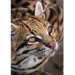 Da ocelots