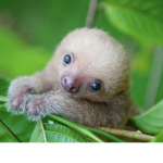 Amazing Sloth United