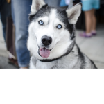 wolf dog united