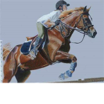 Royal Meadows Jumper Barn And Boarding Facility