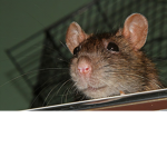 Rat I.N.C Studios