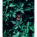 ~The jungle cats of adopt me~