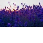 {The lavender bundle}