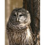 Owlsrule