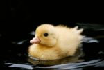 duckling groupie