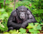 |The Chimpanzee Union|