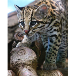 #Ocelot nation