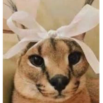 KK kat kult