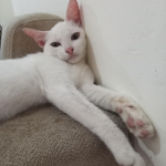 Catttttttts