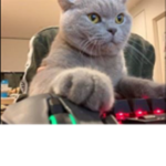 Gamers cats