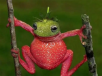 Froggy Communty
