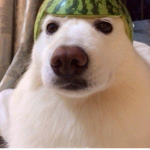Perrito Con Una Sandia