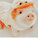 ᴀᴠᴀs ᴡᴏʀᴅʀᴏʙᴇ