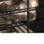 Zeus doggo