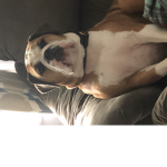 Lost and Found Doggos