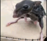 I like frogssss