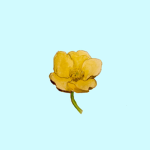 Buttercups Squad
