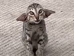 Cats_kitty group