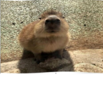GORTS GANG