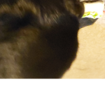 Horse and doggggggie
