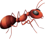 Ants taste good