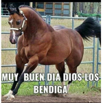 0liverMT