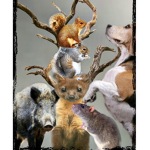 Meme Animals