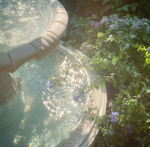Mist Garden