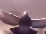 the hallowed pigeons