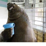 BUCKET BUCKET BUCKET