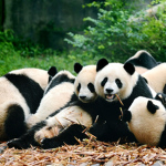 The pandas and friends