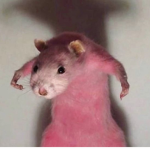 The pink rat homestore!