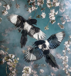 # MAGPIE ARMY #