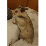 Hamsters Friends