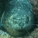 seal group 4ever