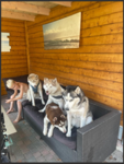husky gang!!