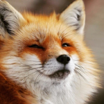 Foxi's Games