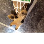 Giraffe sibling forever