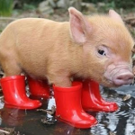 Pig with boots group