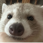 The Raccoon Fanclub