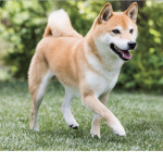 Shiba Fan Club For All