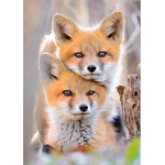 ~The Foxes~