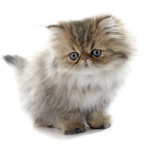 cute fluff cat