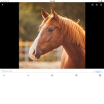 Horses united and freinds