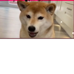 DOGE ARMY MUCH WOW