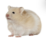 •*.+Hamster and Frog Friends! ~