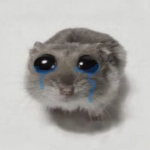 Play with me kittyy