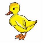 Baby duck group!