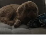 Dog awesome